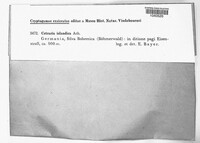 Cetraria islandica image